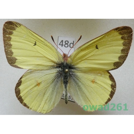 Colias philodice vitabunda Hovanitz, 1943 male Canada48d